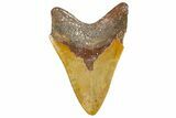Serrated, Fossil Megalodon Tooth From Morocco - Rare Location #365169-1